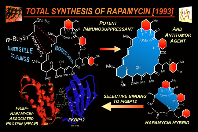 rapamycin