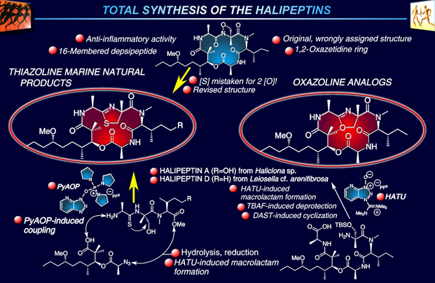 halipeptins