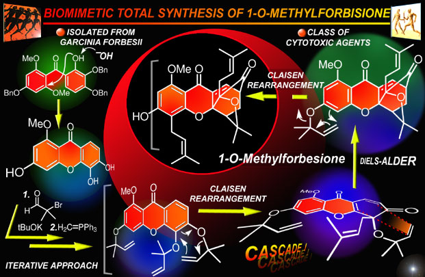 1-O-methylforbisone